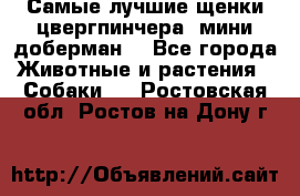 Самые лучшие щенки цвергпинчера (мини доберман) - Все города Животные и растения » Собаки   . Ростовская обл.,Ростов-на-Дону г.